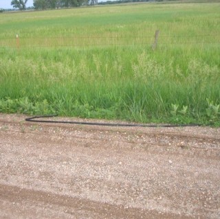 Rope-snake at footpath