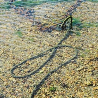 Rope-snake in water