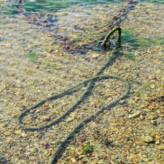 Serpiente de cuerda en el agua
