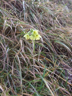 Schlüsselblume im Dezember auf der Alp