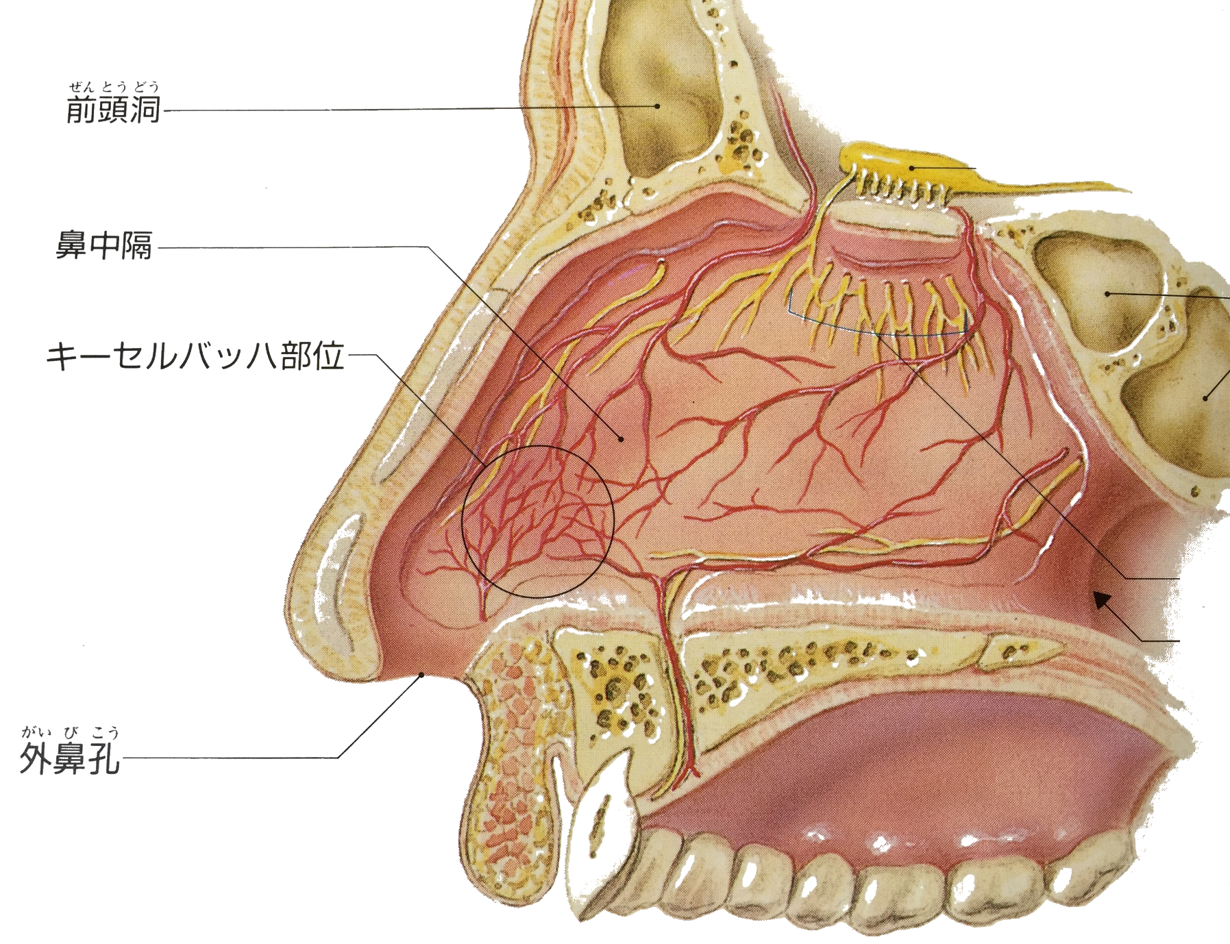 Q:鼻血をよく出すのですが… - 【札幌市西区発寒】鍼（はり）・灸
