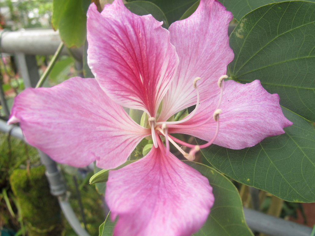 開花 保内 ようこそ緑の里保内へ 開花 保内 ようこそ緑の里保内へ
