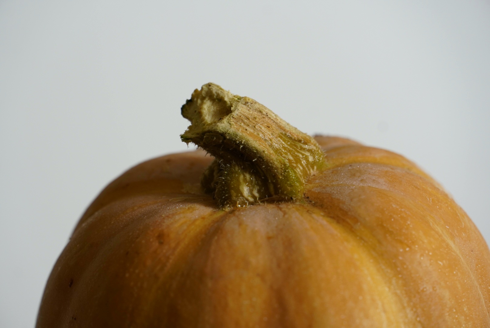 "Solo il coltello sa cosa c'é nel cuore di una zucca" (proverbio caraibico)