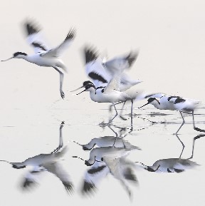 Photo Jacques Gillon oiseaux du Bassin