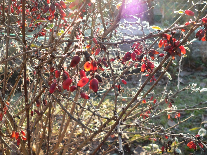 Berberitzen zum Winterbeginn, Foto: U. Postler