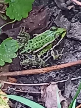 Grasfrosch, 22.08.2023, Am Krönichen, Foto: NABU OG Erkner