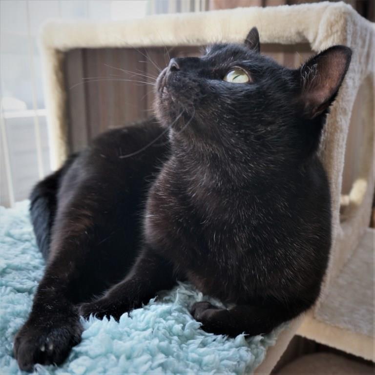 黒猫ののこ