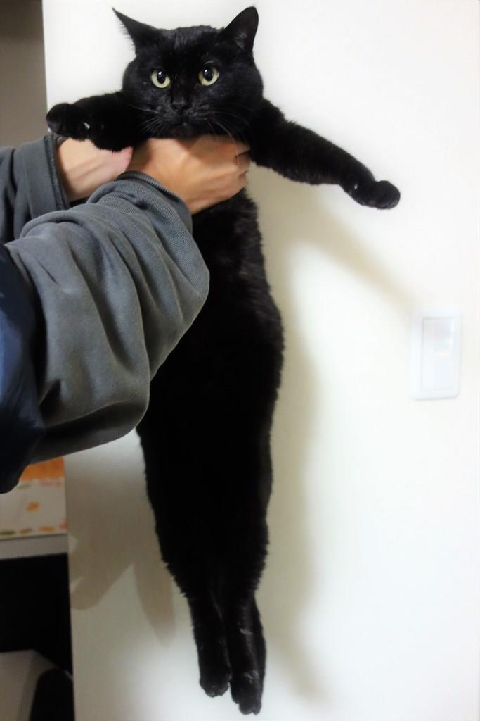 ののこ画像