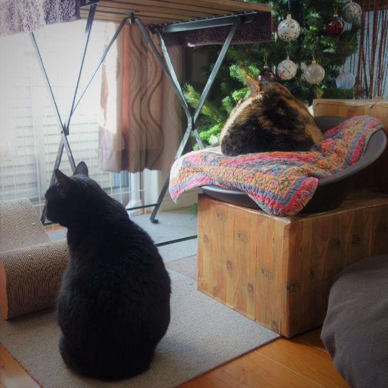 しじみとののこ