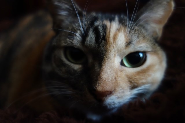 保護猫・三毛猫・猫・しじみ
