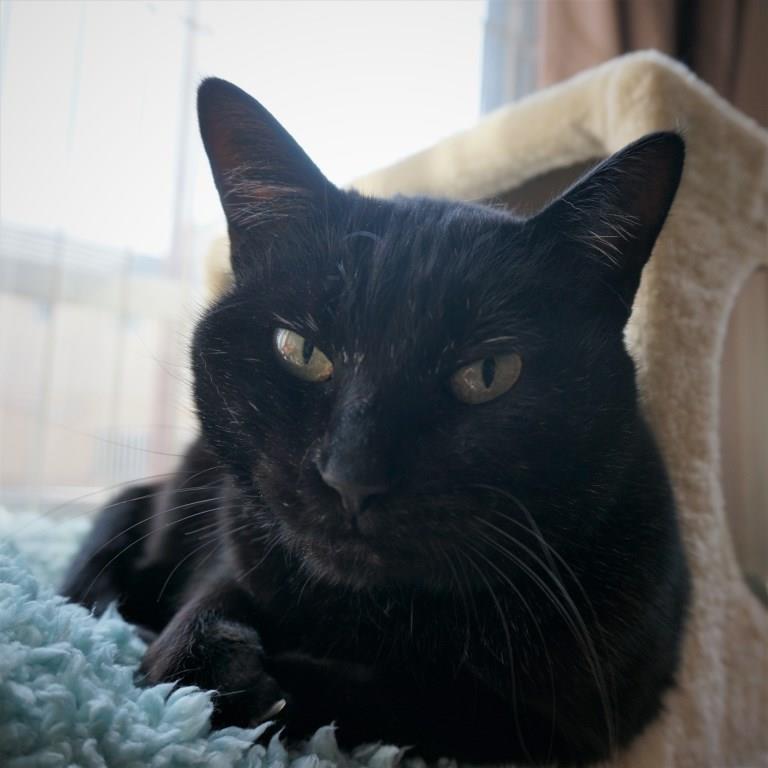 黒猫ののこ