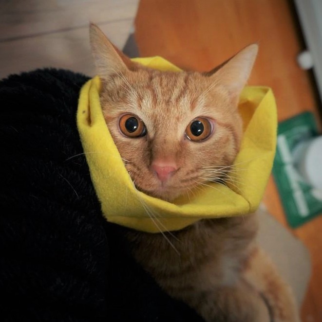 保護猫、子猫のりう
