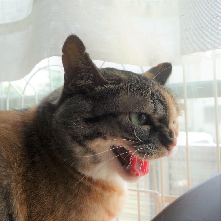 しじみとののこ