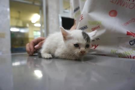 猫のあこみこ