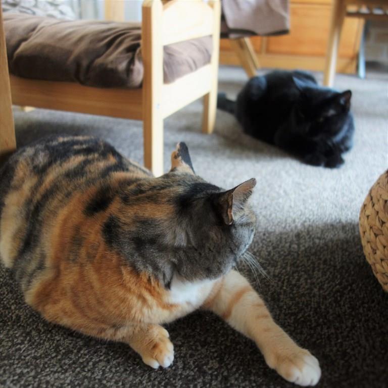 しじみとののこ