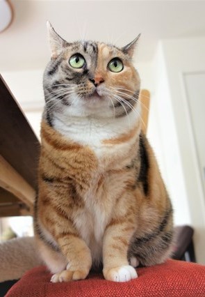 保護猫・三毛猫・猫・しじみ
