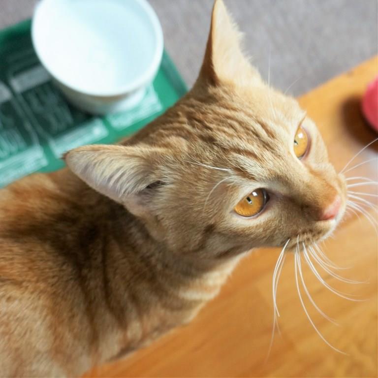 りう画像