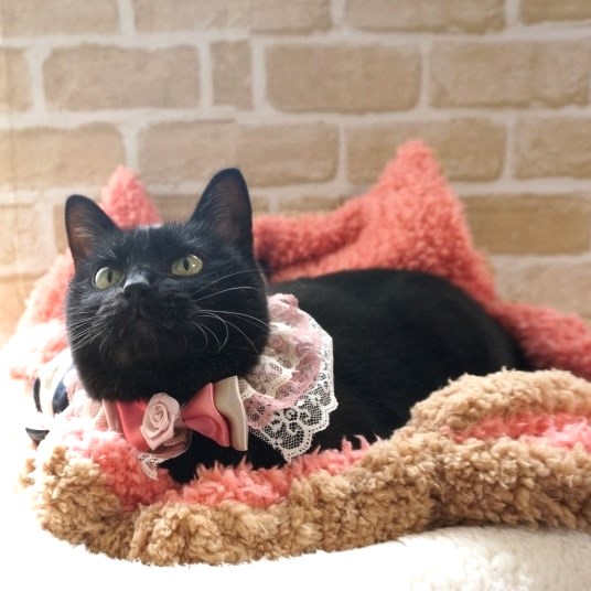 黒猫ののこ