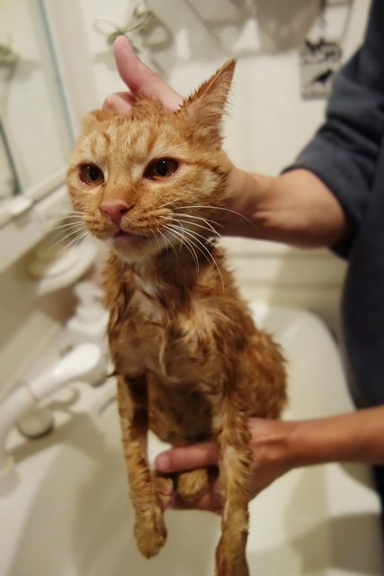 保護猫りう