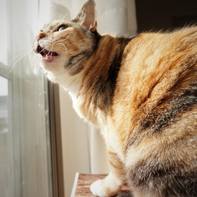 しじみ画像