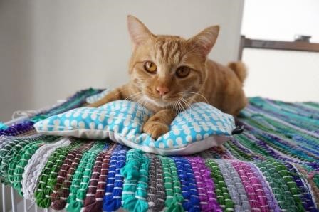 猫のあこみこ