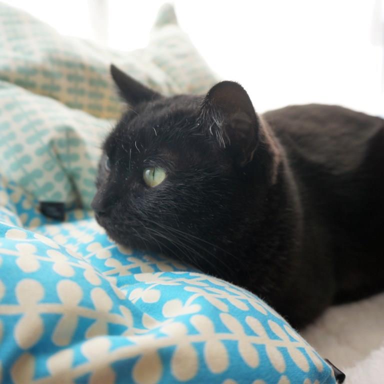 ののこ