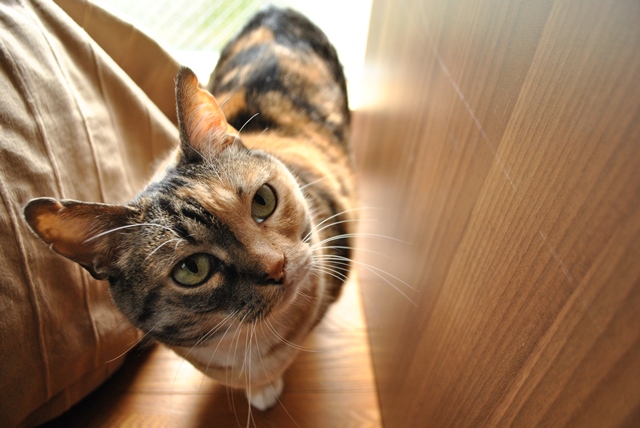 保護猫・三毛猫・猫・しじみ
