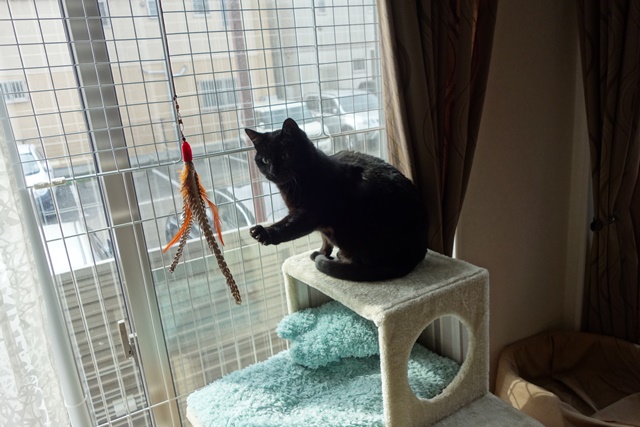 猫の脱走防止