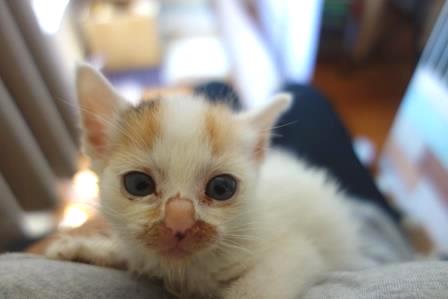 猫のあこみこ