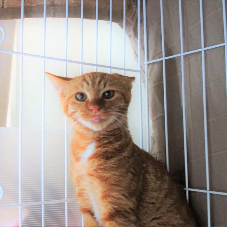 保護猫りう