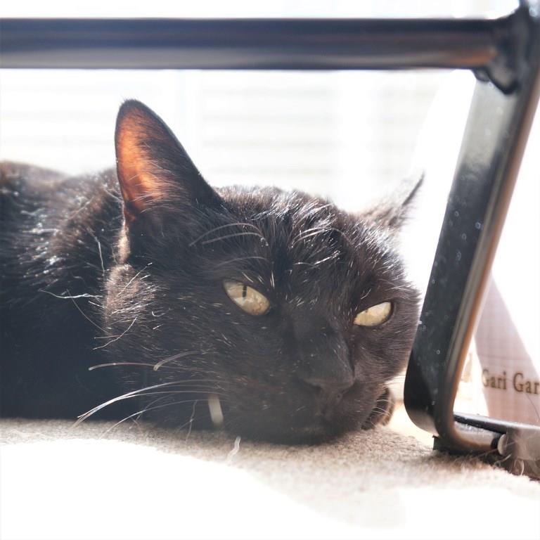 黒猫ののこ