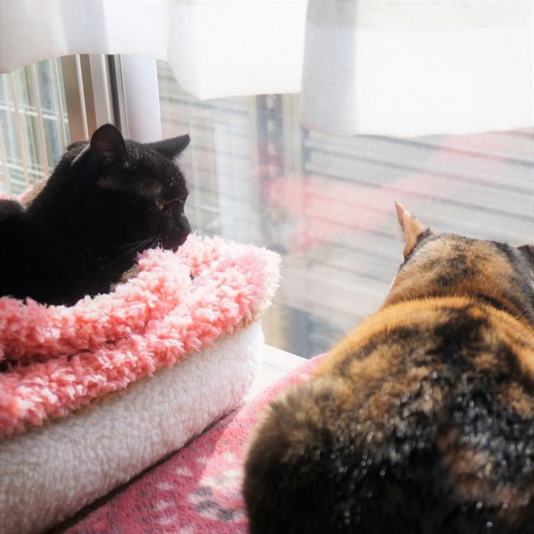 しじみとののこ