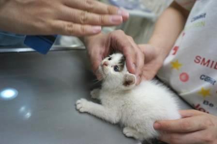 猫のあこみこ