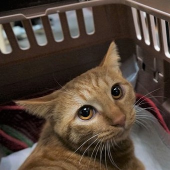 保護猫りう