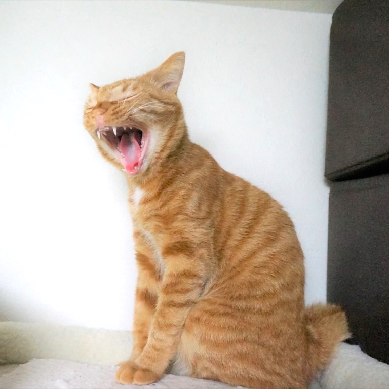 りう画像