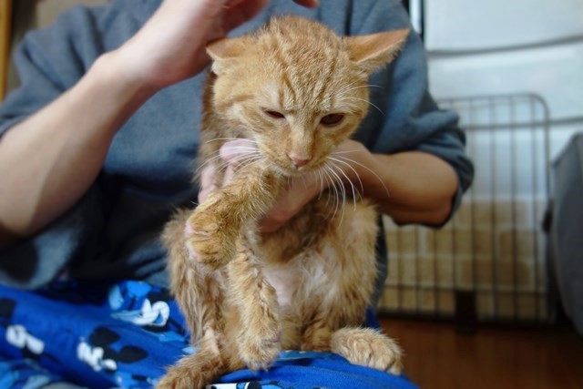 保護猫りう
