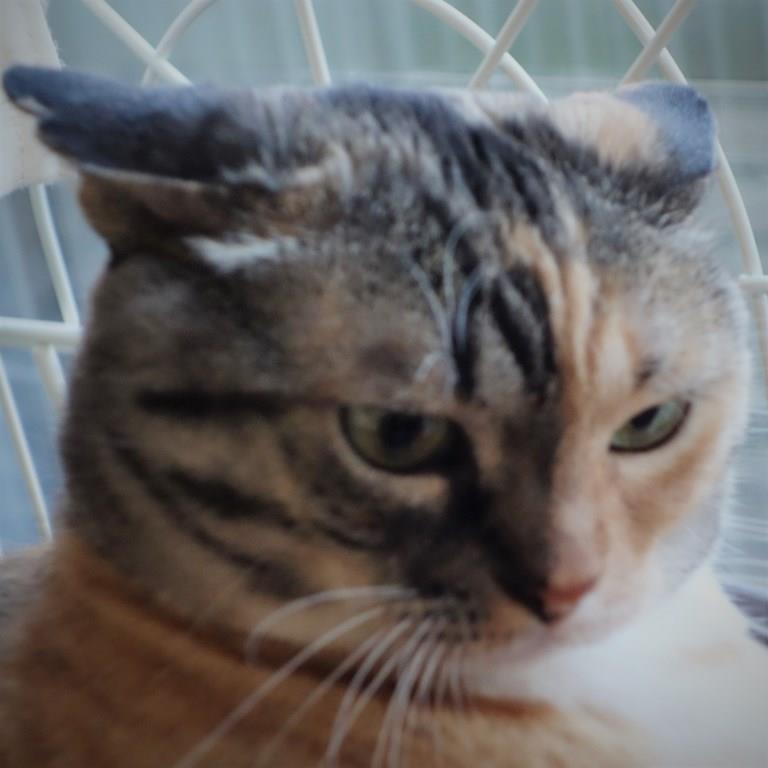 しじみとののこ