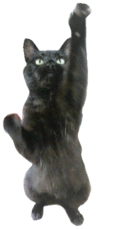 猫のあこみこ