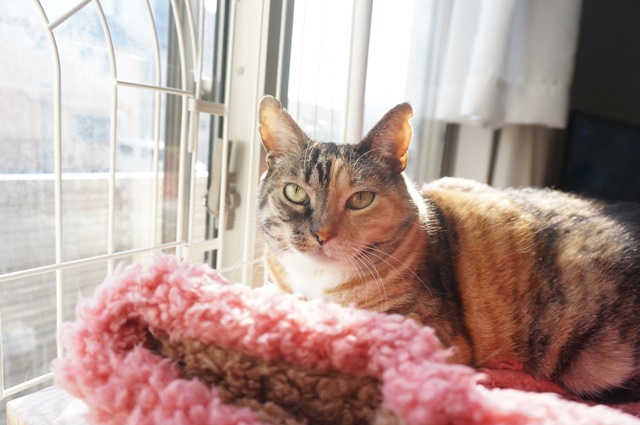 猫の脱走防止