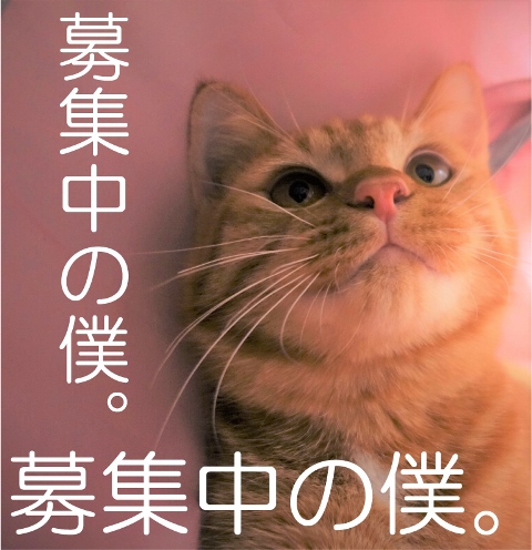 保護猫、子猫のりう
