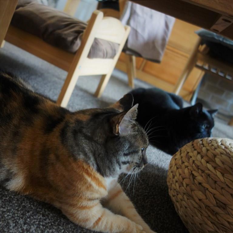 しじみとののこ