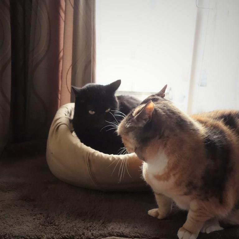 黒猫ののこ