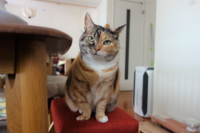猫・猫グッズ・三毛猫