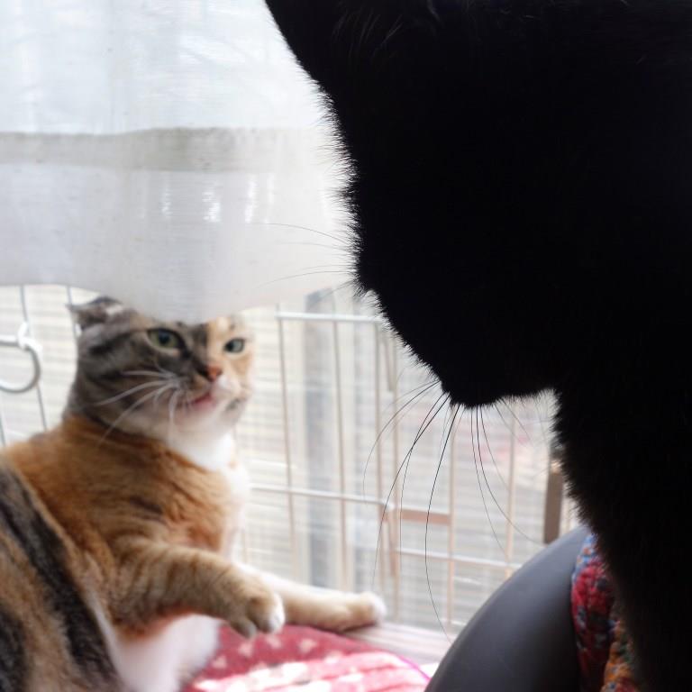 しじみとののこ
