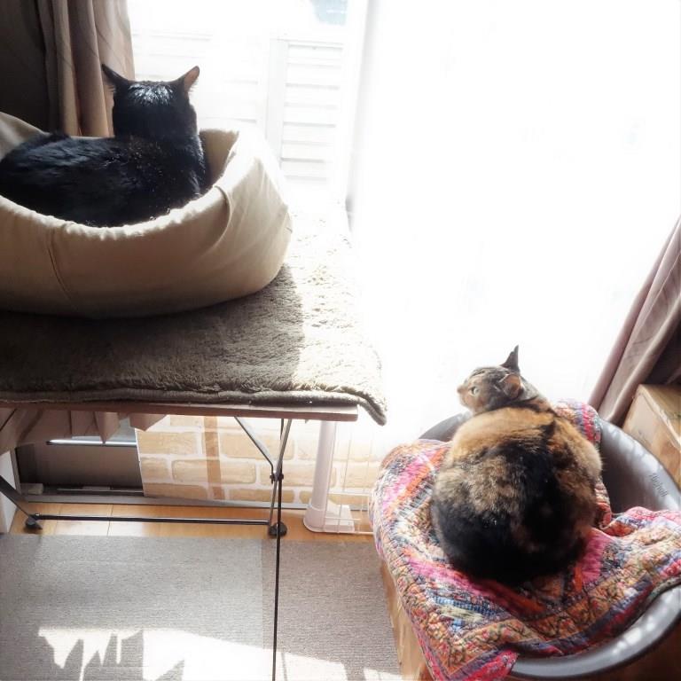 しじみとののこ