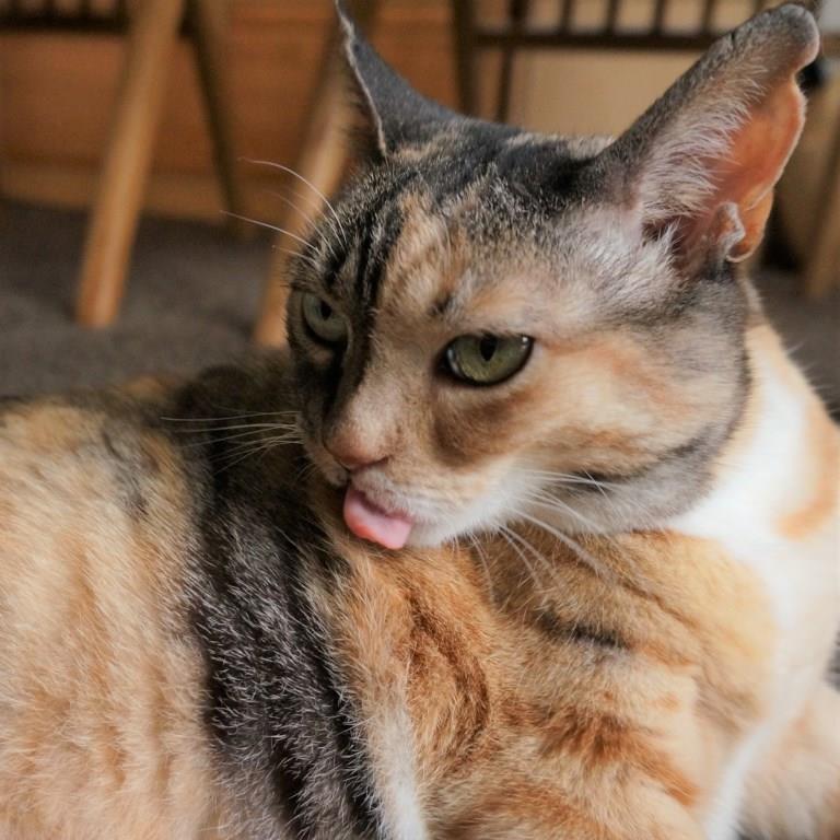 しじみ画像