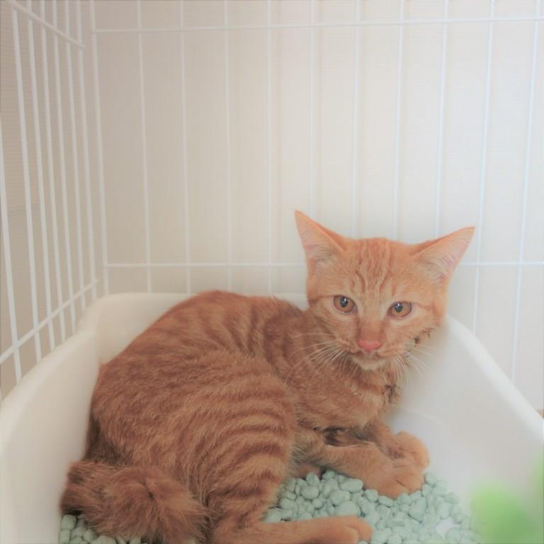 保護猫りう