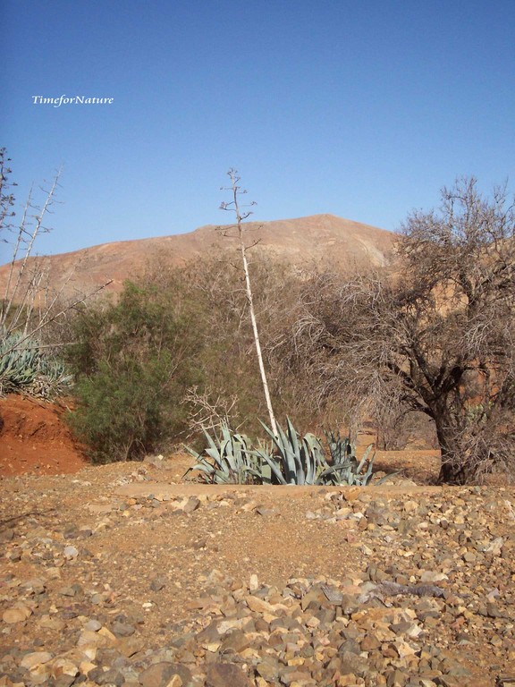 Agave am Rand des Pilgerweges