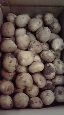 新じゃがいも　RASUKARU 新じゃがいも RASUKARU 新ジャガイモ - Vegetables Revolution