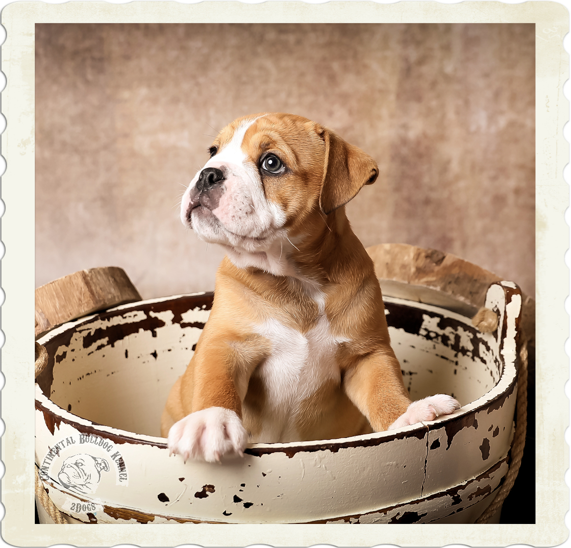 2dogs Continental Bulldog Kennel Aus Dem Spreewald 2dogs Continental Bulldog Kennel Aus Dem Spreewald